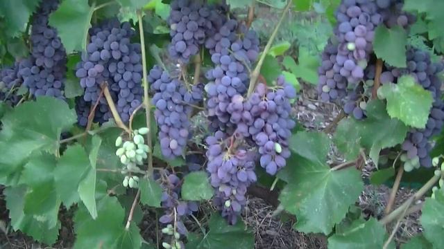 Виноград кишмиш Юпитер урожай 2018 года смотреть онлайн