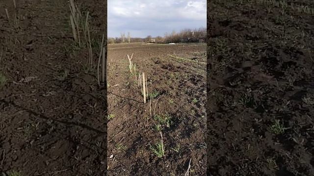 Барбекю на даче! Обзор клубники и малинового дерева СКАЗКА смотреть онлайн