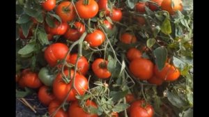 Томат Монгольский Карлик: об урожайности этого сорта ходят легенды!