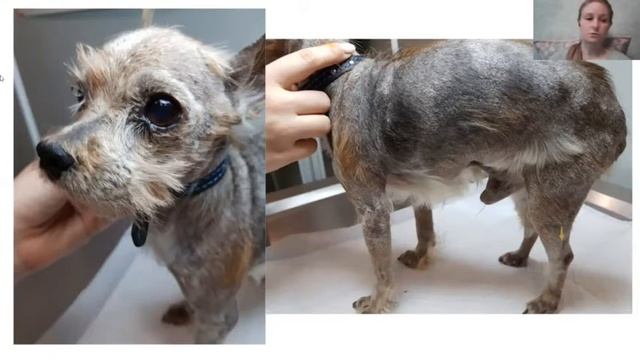 Дерматологія для заводчиків собак. Анастасія Шпигунова