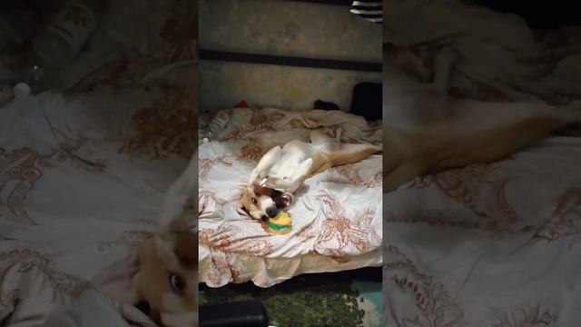 Метис стаффордширский с лабрадором смотреть онлайн