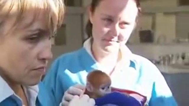 Elke Rare Langur Leaf Monkey Born In Taronga Cute