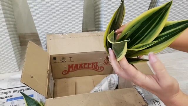 НОВЫЕ сортовые САНСЕВИЕРИИ почтой | сансевиерия GOLD FLAME  тещин язык щучий хвост Sansevieria