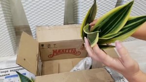 НОВЫЕ сортовые САНСЕВИЕРИИ почтой | сансевиерия GOLD FLAME  тещин язык щучий хвост sansevieria