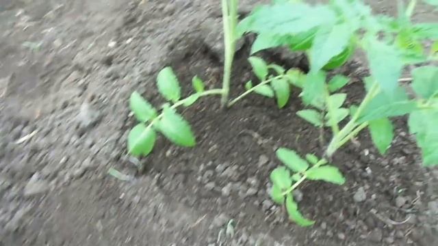 САМЫЙ ПРОСТОЙ СПОСОБ ВЫСАДКИ ТОМАТОВ. Ольга Чернова. смотреть онлайн