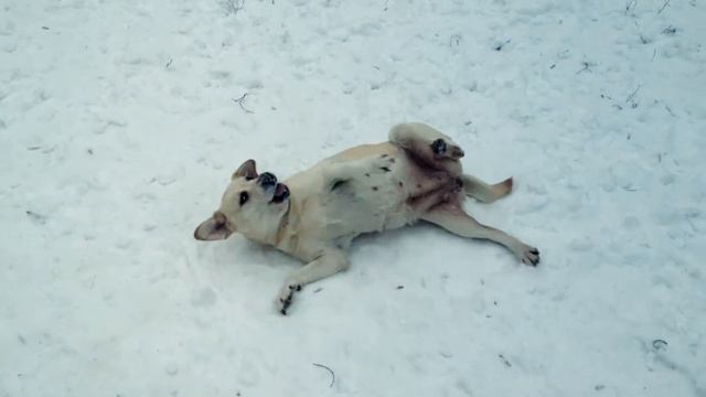 Labrador Retriever "Erica Pink Cloud" смотреть онлайн