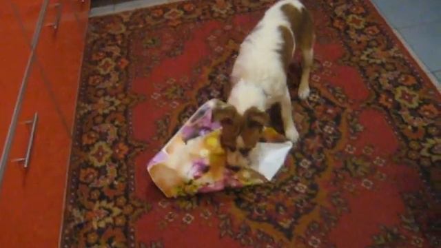 Джек . Собачья жисть смотреть онлайн