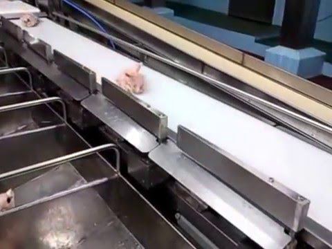 отбраковщик конвейерных весов CAS птица