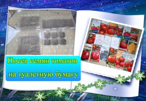 ✅?? Посев семян томатов на туалетную бумагу - классный метод ! ВСЕМ СОВЕТУЮ !