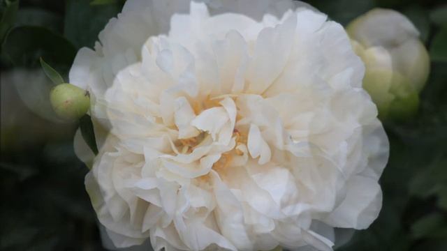 Peony Greenland / Пион Гринланд. День. смотреть онлайн