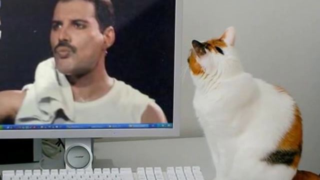 Freddie Mercury, My Big Cat! смотреть онлайн