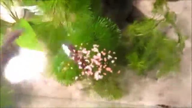 Feeding fish Danio rerio and Puntius tetrazona смотреть онлайн