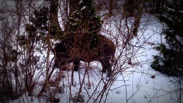 Куршсая коса дикий кабан - Corssa spit of wild boar смотреть онлайн