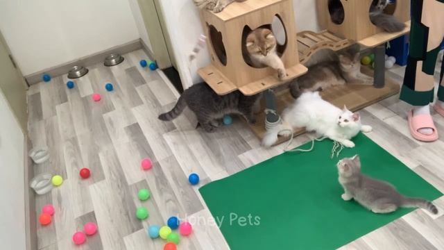 You Laugh You Lose -- Funniest Animals 2023 ---- Part 13(720P_HD).mp4 смотреть онлайн