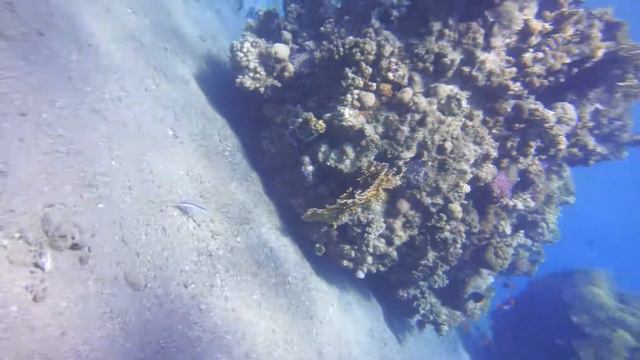 Вова. Дайвинг. Эйлат 11.10.2022 Palma Diving Resort смотреть онлайн