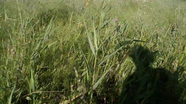 Ловлю рыбу и черепах часть 11 смотреть онлайн