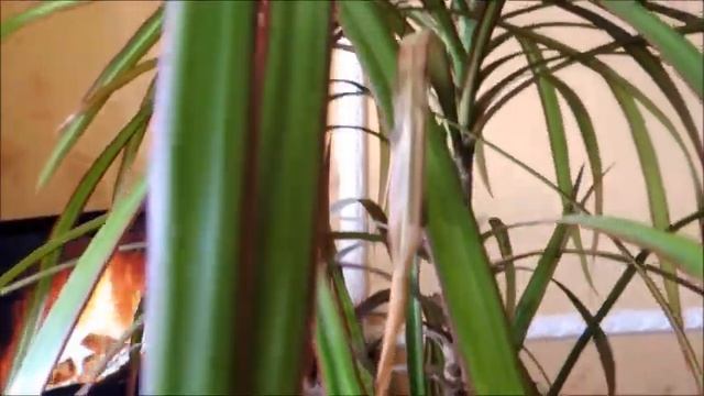 Драцена Дерево Счастья. Драконовое Дерево Комнатное Растение Драцена