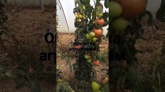 томат Кибо f1. Обработаный агростимом. смотреть онлайн