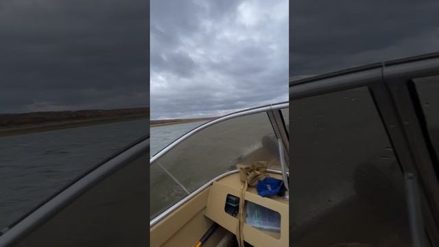 Здесь рыбы нет!!! смотреть онлайн