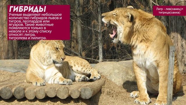 Гибриды львов и тигров: где обитают редкие комбинации животных? смотреть онлайн