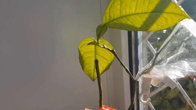 Растения после морозов.Результат прививок черенков лимонов.? смотреть онлайн