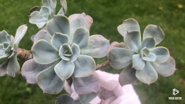 Echeveria Blue Sky смотреть онлайн