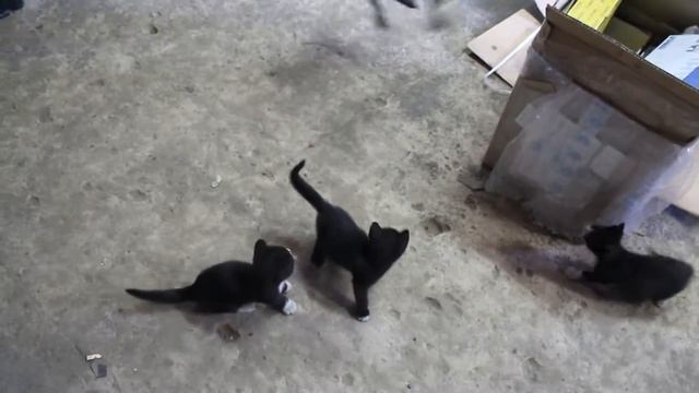 Очаровательные котята :) смотреть онлайн