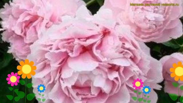 Пион многоцветковый. Краткий обзор, описание характеристик Paeonia Lactiflora Светлана Удинцева