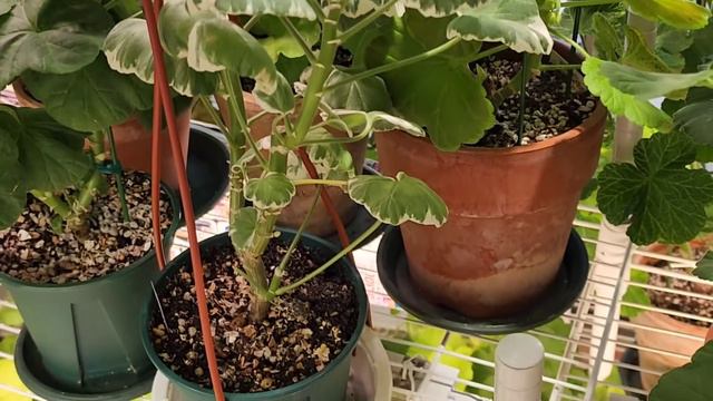 유럽제라늄/빌헬름랭구스 смотреть онлайн