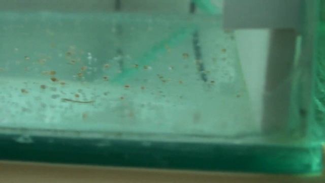 НЕРЕСТ ТЕРНЕЦИЙ ГЛОФИШ | ИКРА ТЕРНЕЦИИ | РАЗВЕДЕНИЕ ТЕРНЕЦИИ GLOFISH