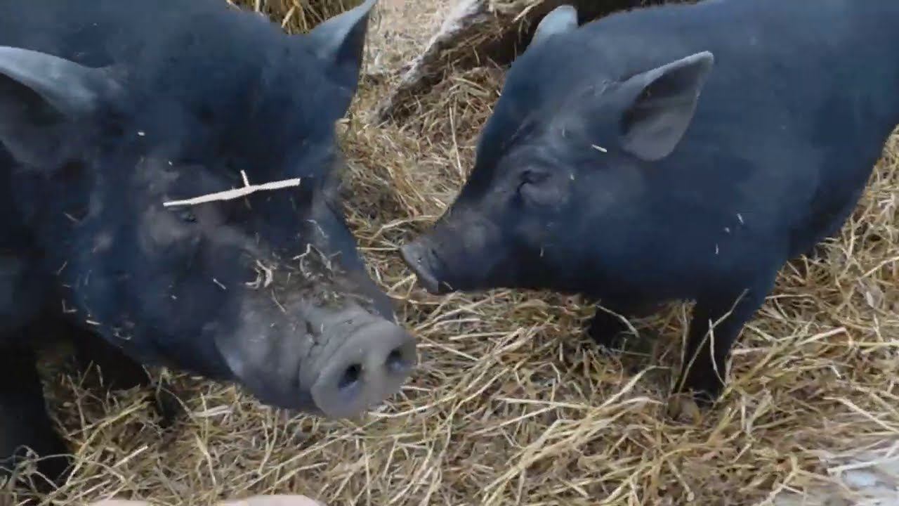 Дрифтуем на ГАЗЕЛИ с Вьетнамцами и Баранами в КРАСНОМ!))))) смотреть онлайн