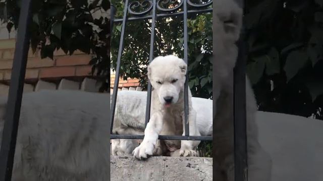Щенки помета «Ф» питомника Из Дома Шипуновых, тел 89050355532 смотреть онлайн