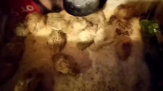 ПЕРЕПЕЛА. Содержание перепелов.Уборка у перепелов. #папанадаче смотреть онлайн