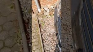 ОМ651 / Впускной коллектор с открытым байпасом ЕГР спустя 130 ткм после полной очистки