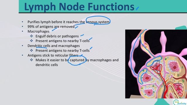 6. A & P II LO6 Lymphoid Organs смотреть онлайн