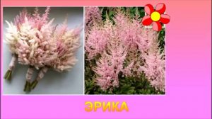 ЛУЧШИЕ СОРТА АСТИЛЬБ