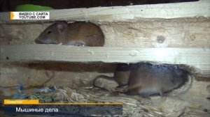 Что делать, если в доме и квартире появились мыши?