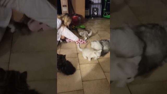 бардак...скоро переезд в новую квартиру 😀🐱🐱🐱🐱🐱🐱🐱 смотреть онлайн