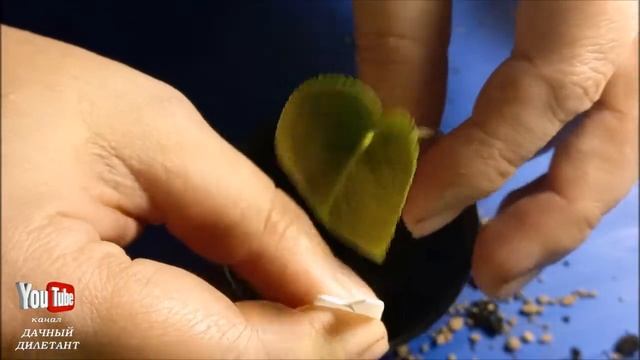 Цикламен. Выращиваем из семян. смотреть онлайн