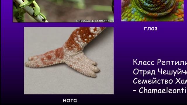 Самые странные живые существа Земли смотреть онлайн