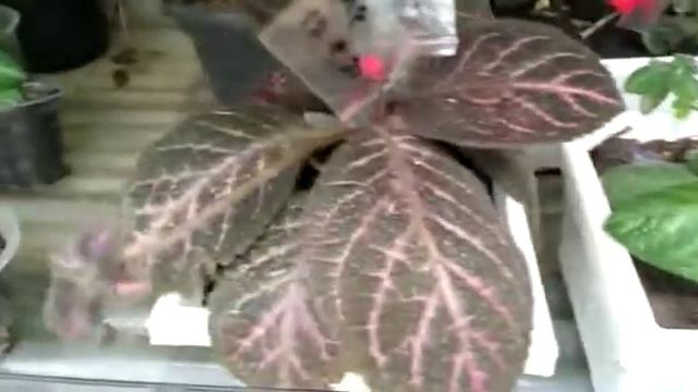 Mengenal episcia butternut смотреть онлайн