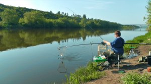 Такую густеру в удовольствие ловить. Рыбалка на фидер на реке Дон в Липецкой области