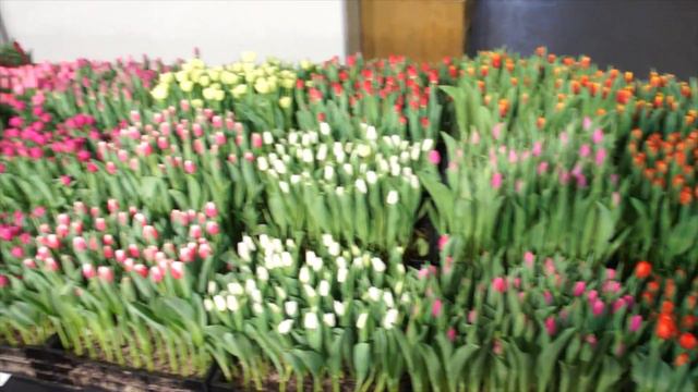 Tulip Trade Event 2020 P.Nelis & zoon's смотреть онлайн