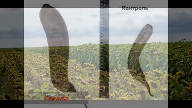 Гумат Focus NPK+Na 20грн-1л/га смотреть онлайн