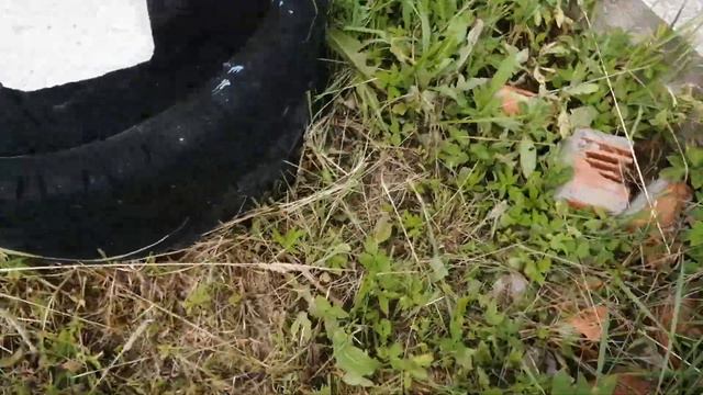 Я приехал на свою дачу смотреть онлайн