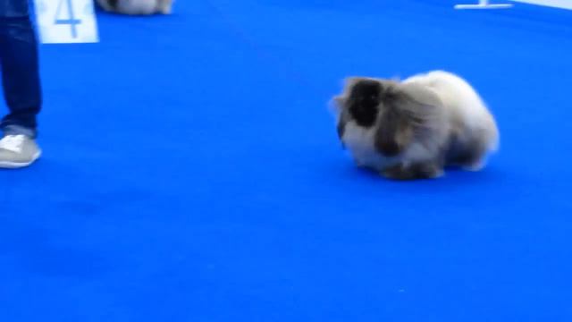 World Dog Show 2016 пекинесы юниоры смотреть онлайн
