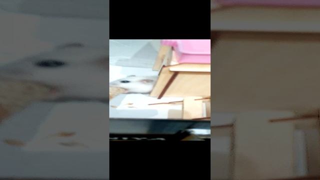 аааоаооаоааооаоааао хомяк