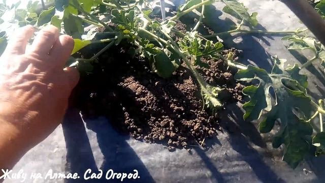 Арбузы на плёнке после похолодания. Как ПОЛИВАТЬ. смотреть онлайн