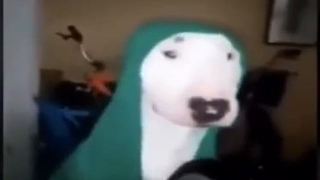 СОБАКА СТУЧИТ ПО СКОВОРОДКЕ!