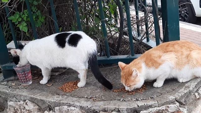 #кошки на разборках за столом смотреть онлайн